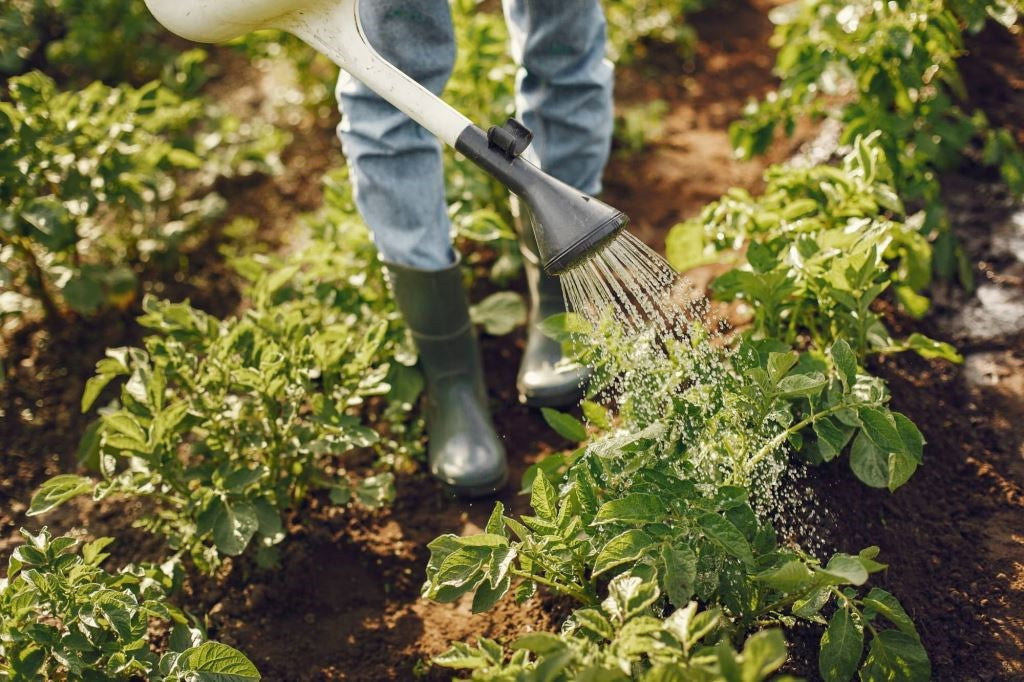 How To Transform Your Allotment