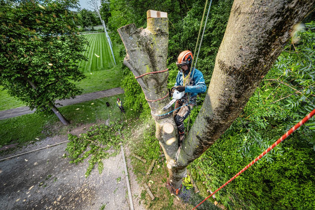 Stihl MSA 240.0 TC-O Cordless Chainsaw - ALLPRO System